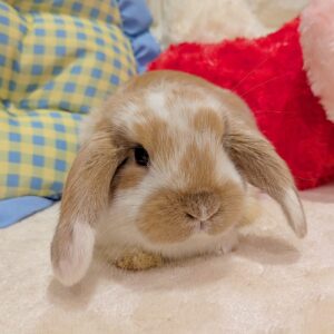 ホーランドロップイヤー PXL_20260117_060015968