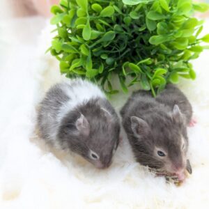 ロングヘアーハムスター PXL_20260117_075303015.PORTRAIT