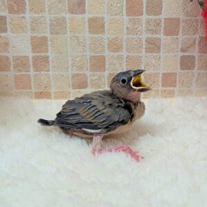 PXL_20260118_071844161