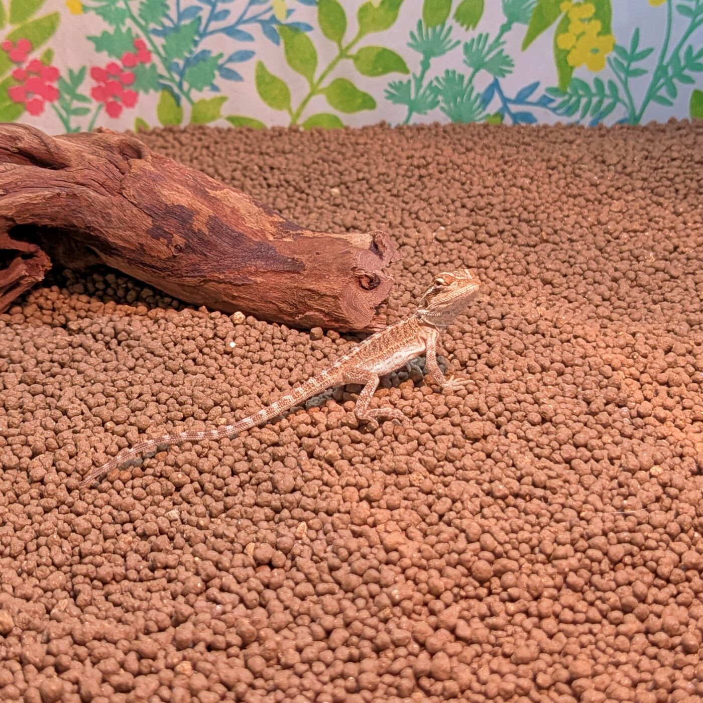 フトアゴヒゲトカゲ - 【大阪・兵庫のペットショップ】ペットランド