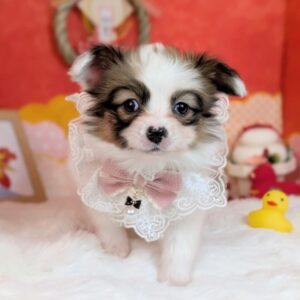 パピヨン PXL_20260123_054218023.PORTRAIT~2