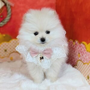 ポメラニアン PXL_20260123_055235892.PORTRAIT~2