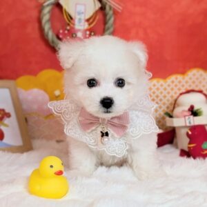 PXL_20260123_060510975.PORTRAIT~2