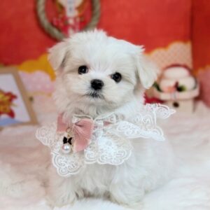 マルチーズ PXL_20260123_061650597.PORTRAIT~2