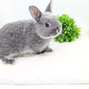 ネザーランドドワーフ(グレー) PXL_20260124_042747456.PORTRAIT