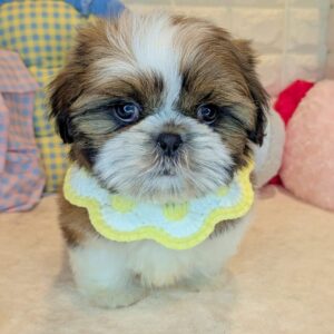 シーズー PXL_20260125_030847605