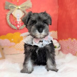 ミニチュアシュナウザー PXL_20260130_055328027.PORTRAIT~2