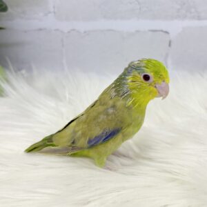 マメルリハ image0