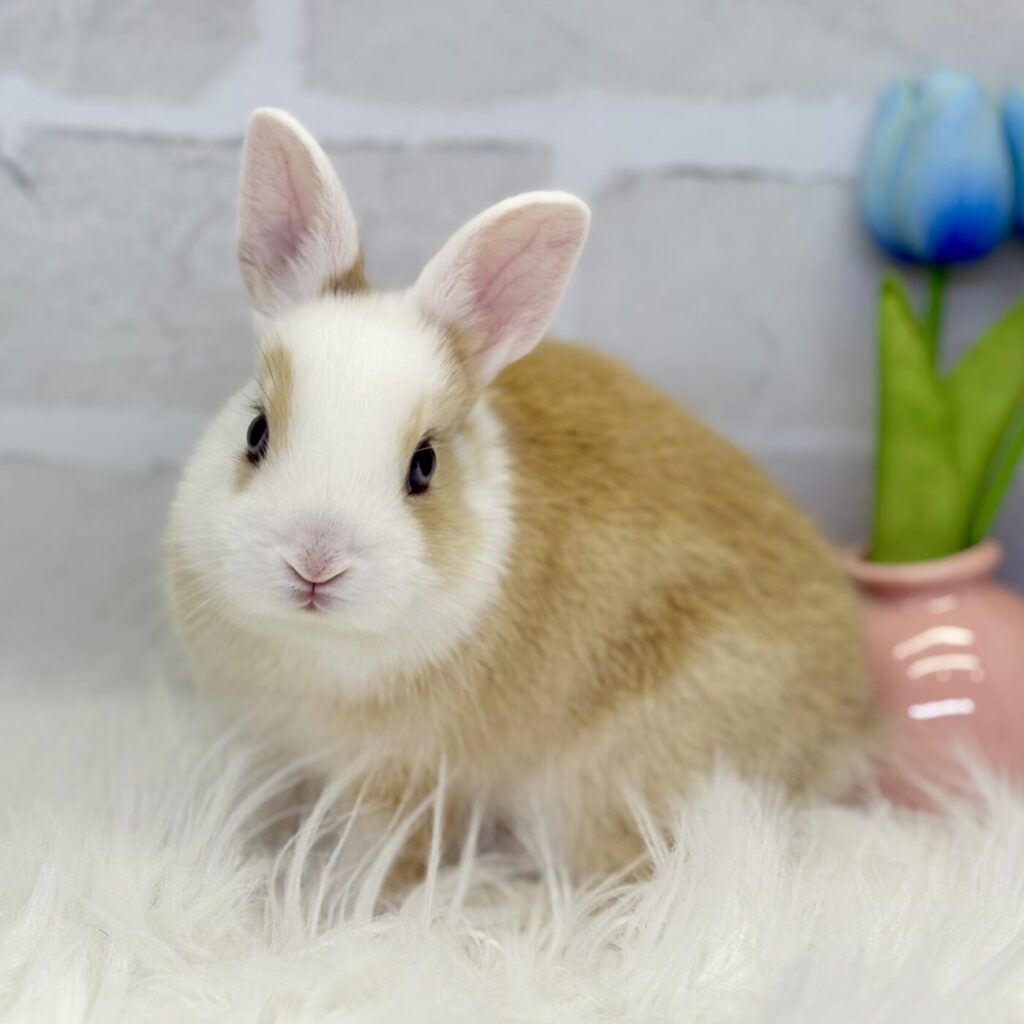 ミニウサギ - 【大阪・兵庫のペットショップ】ペットランドピースワン