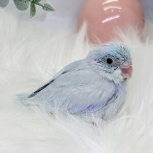 マメルリハ image4