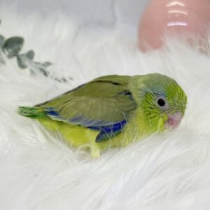 マメルリハ image6