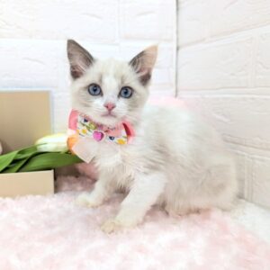 ラグドール 0227051