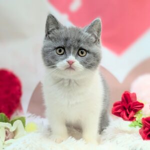 ブリティッシュ3