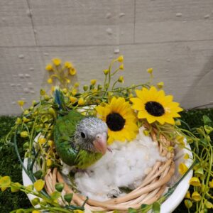 バライロコセイインコ 20260222_105513