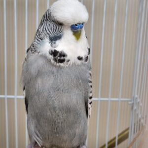 ジャンボセキセイインコ 20260222_110123