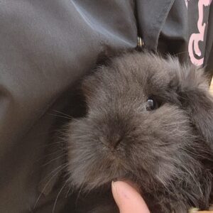 アメリカンファジーロップ 20260222_142026