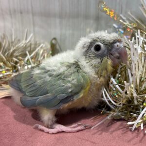 ホオミドリウロコインコ(ミント) 2C4320FA-4C08-4BEF-AF7D-98B2F642B52B