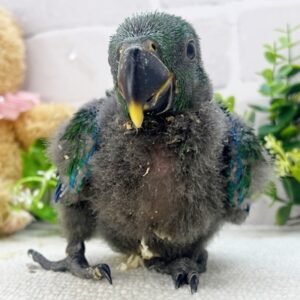 おはな (1)