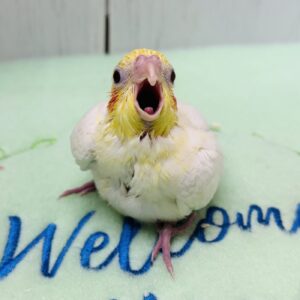 オカメインコ(ルチノー) IMG_0285