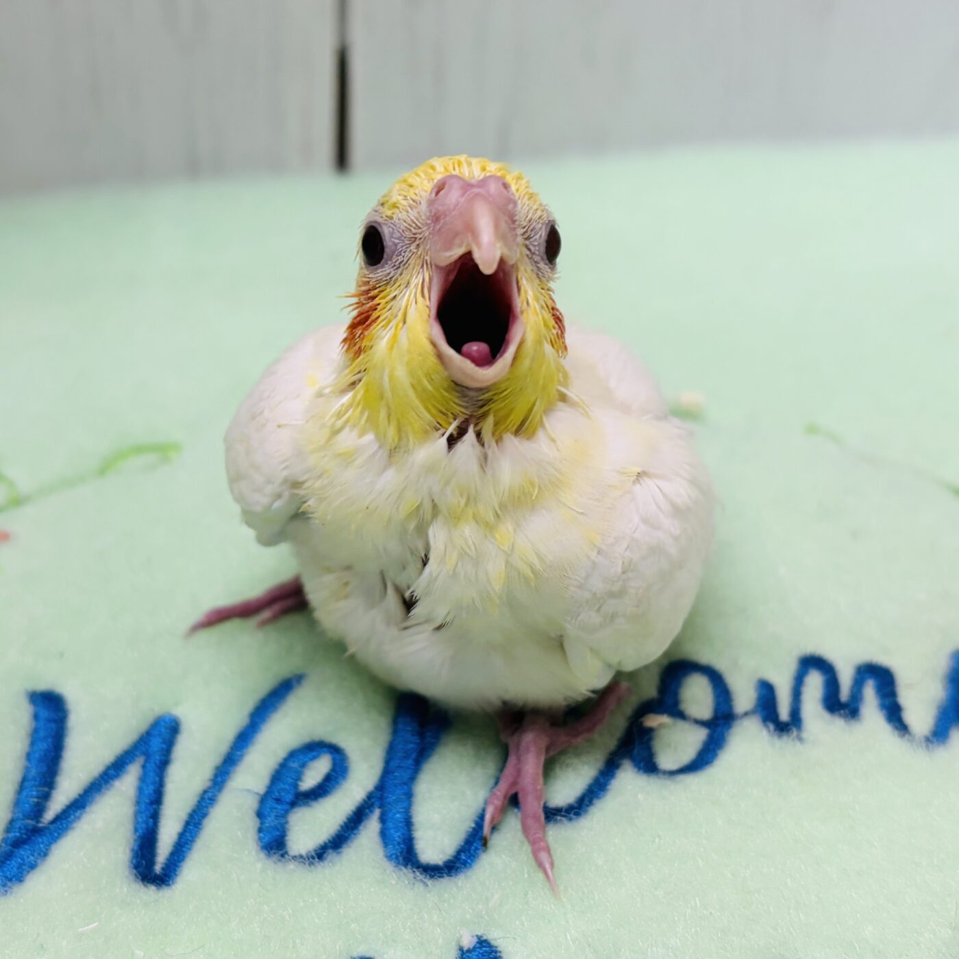オカメインコ(ルチノー) - 大阪・兵庫のペットショップ｜犬猫