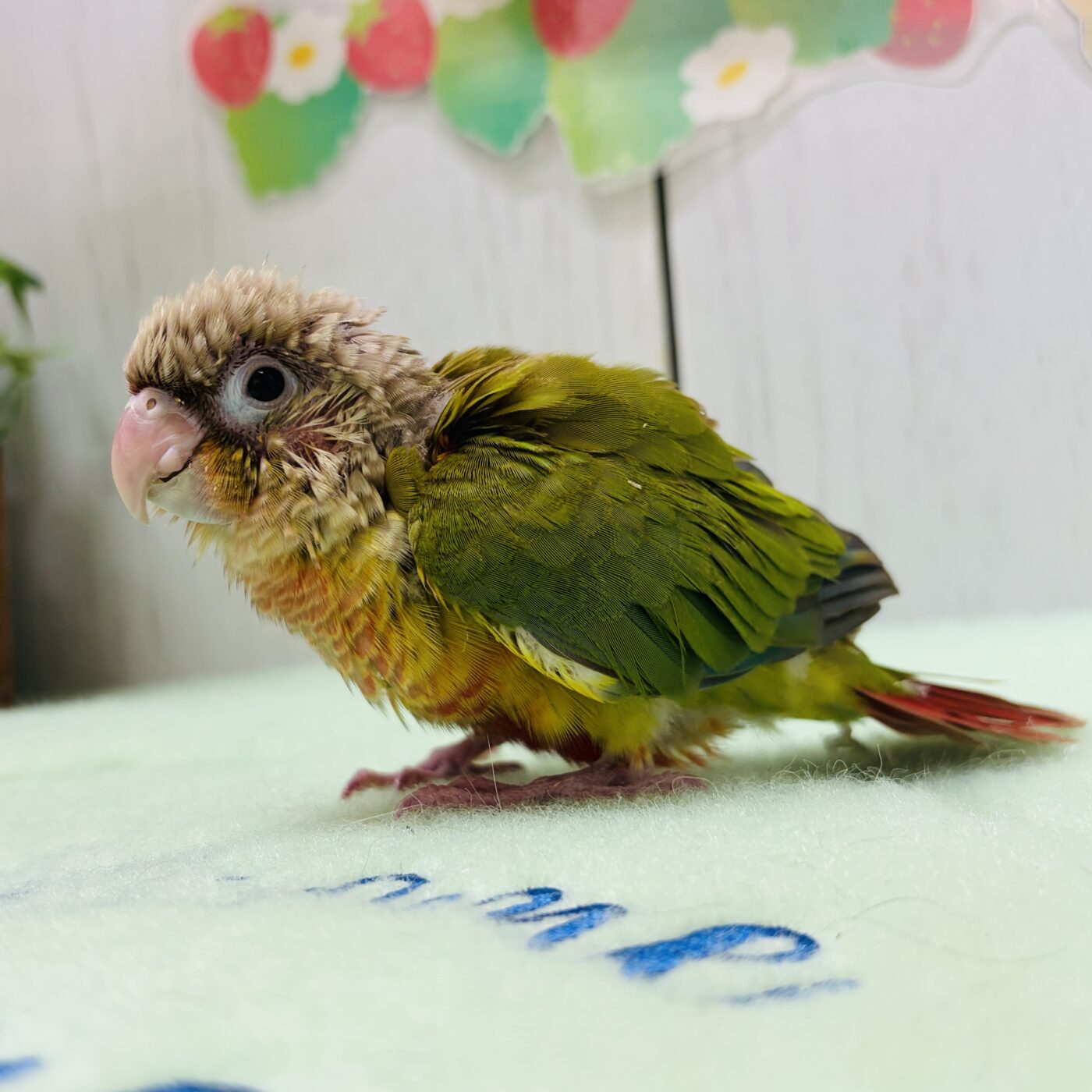 ホオミドリアカウロコインコ(パイナップル) - 大阪・兵庫のペット