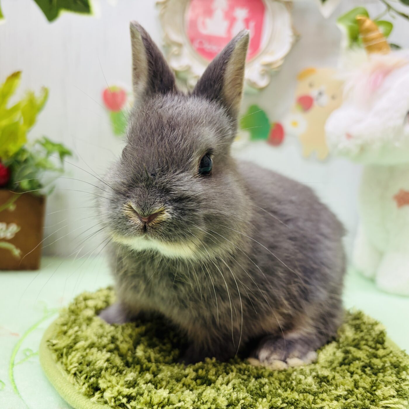 ネザーランドドワーフ(グレー) - 【大阪・兵庫のペットショップ