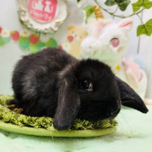 ホーランドロップイヤー(ブラック) IMG_0663