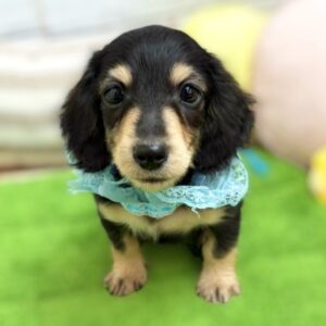 ミニチュアダックスフンド IMG_0887