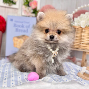 ポメラニアン IMG_4694