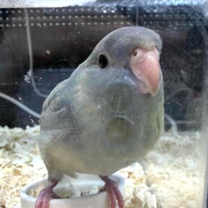 サザナミインコ ブルースパングル IMG_4717