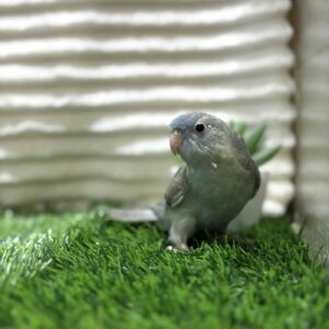 サザナミインコ ブルースパングル IMG_4846