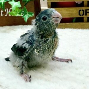 サザナミインコ(モーブ) IMG_4917