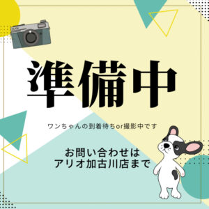 ベンガル IMG_4944