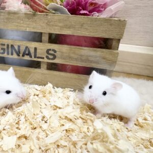 ロボロフスキー(スノーホワイト) IMG_5292