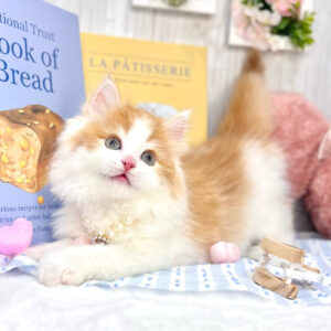 サイベリアン IMG_6505