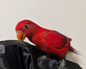 ヒインコ IMG_7224