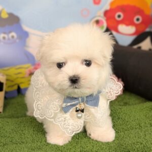 PXL_20260213_050416127.PORTRAIT~2