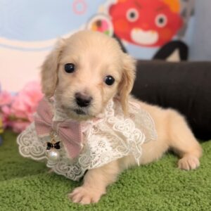 PXL_20260213_052023782.PORTRAIT~2