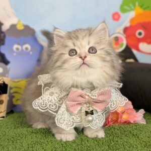 ミヌエット PXL_20260213_053123189.PORTRAIT~2