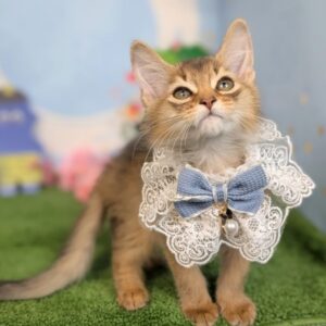 PXL_20260213_061553968.PORTRAIT~2