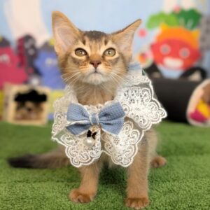 PXL_20260213_070700001.PORTRAIT~2