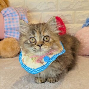 ミヌエット PXL_20260215_054833774