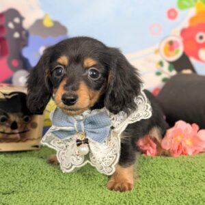 カニンヘンダックスフンド PXL_20260220_052753272.PORTRAIT~2