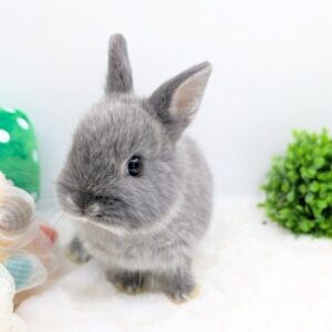 ネザーランドドワーフ PXL_20260221_031638853