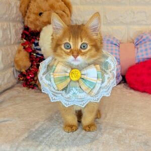 ソマリ PXL_20260222_031717039