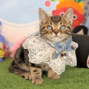 PXL_20260227_051345700.PORTRAIT~2