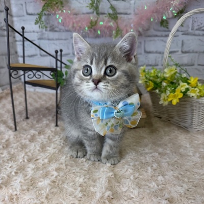 ブリティッシュショートヘア - 【大阪・兵庫のペットショップ】ペット