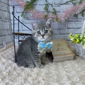 ブリティッシュショートヘア batch_IMG_3174