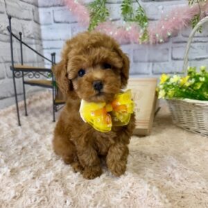 トイプードル batch_IMG_3358