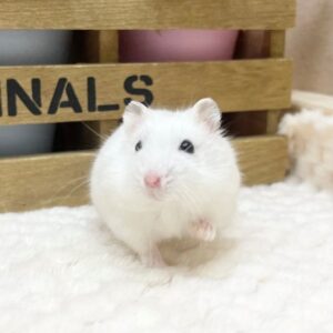 ジャンガリアンハムスター(パールホワイト) batch_IMG_6957